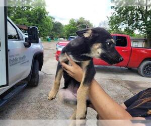 German Shepherd Dog Dogs for adoption in Houston, TX, USA