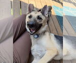 Small #2 German Shepherd Dog