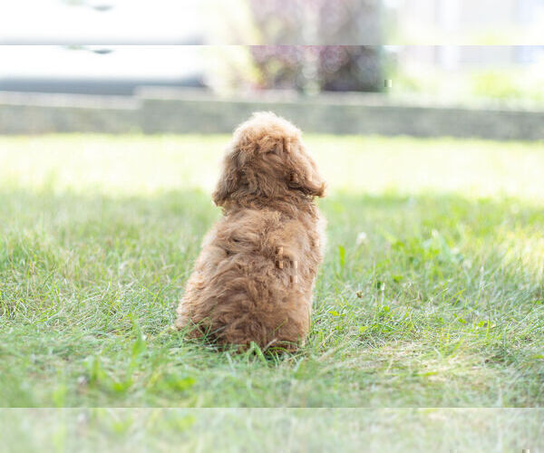Medium Photo #15 Poodle (Miniature) Puppy For Sale in WARSAW, IN, USA