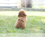 Small Photo #15 Poodle (Miniature) Puppy For Sale in WARSAW, IN, USA