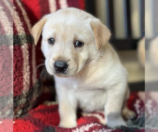 Medium Photo #1 Golden Labrador Puppy For Sale in San Diego, CA, USA