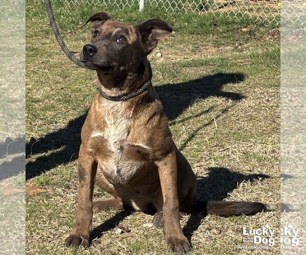 Medium Photo #2 Catahoula Leopard Dog-Labrador Retriever Mix Puppy For Sale in Washington, DC, USA