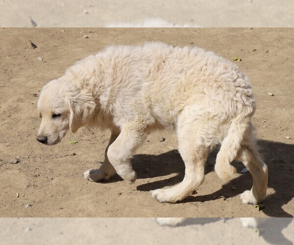 Medium Photo #4 Golden Retriever Puppy For Sale in BLOOMINGTON, IN, USA