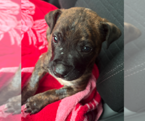 Mookie - Male Mutt Dog for Adoption - Photo #3