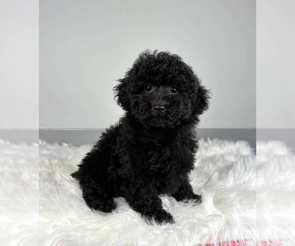 Medium Photo #7 Poodle (Miniature) Puppy For Sale in FRANKLIN, IN, USA