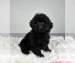 Small Photo #7 Poodle (Miniature) Puppy For Sale in FRANKLIN, IN, USA
