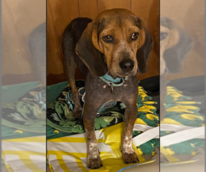 Beagle-Unknown Mix Dogs for adoption in Brooklyn Center, MN, USA