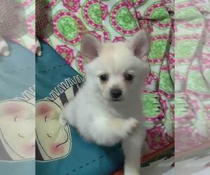 Chiranian Puppy for sale in CONWAY, SC, USA