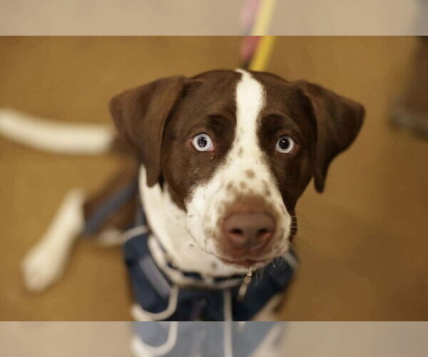 Medium Photo #2 Beagle-Unknown Mix Puppy For Sale in Westwood, NJ, USA