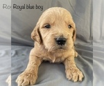 Small Photo #3 Goldendoodle Puppy For Sale in GARDEN CITY, MO, USA