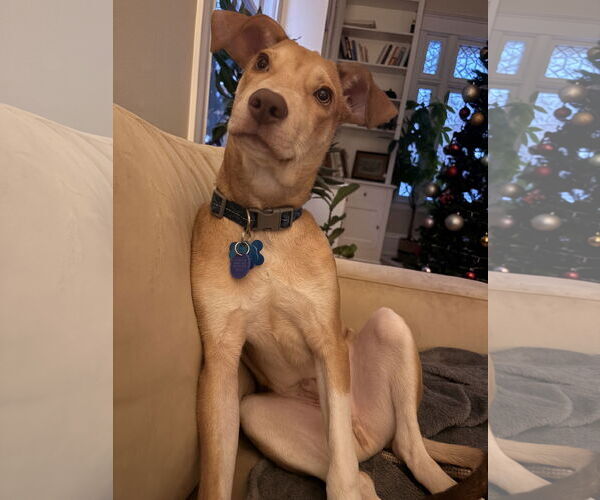 Medium Photo #7 Collie-Unknown Mix Puppy For Sale in Minneapolis, MN, USA