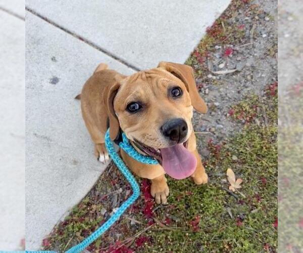 Medium Photo #3 Labrador Retriever-Unknown Mix Puppy For Sale in San Diego, CA, USA