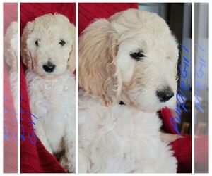 Goldendoodle Puppy for sale in MATTHEWS, MO, USA