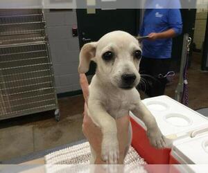 Chiweenie Dogs for adoption in Riverside, CA, USA