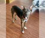 Small #5 Dutch Shepherd  Mix