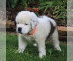 Small Photo #3 Saint Bernard Puppy For Sale in NEW HOLLAND, PA, USA