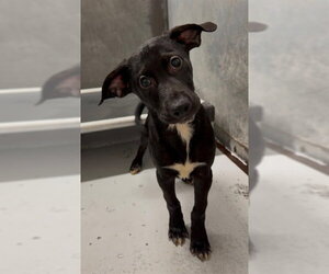 Rhodesian Ridgeback-Unknown Mix Dogs for adoption in Conroe, TX, USA