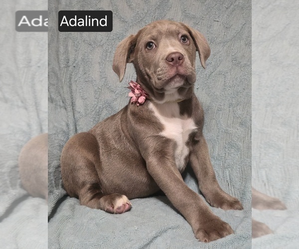 Medium Photo #11 Cane Corso Puppy For Sale in MINERAL WELLS, WV, USA