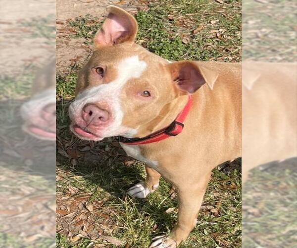 Medium Photo #2 Mutt Puppy For Sale in Texas City, TX, USA