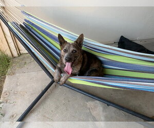 SOKKA #2 - Male Mutt Dog for Adoption - Photo #4