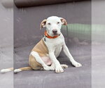 Small #9 Mutt