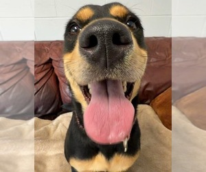 Haley - Female Rottweiler-Unknown Mix Dog for Adoption - Photo #5