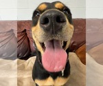 Small #4 Rottweiler Mix