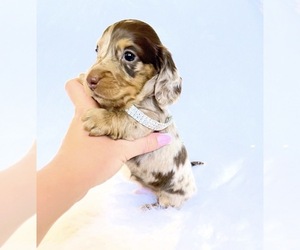 Dachshund Puppy for sale in DAVIS, CA, USA