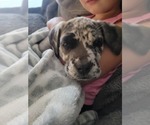 Small Photo #55 Daniff-Neapolitan Mastiff Mix Puppy For Sale in MONTEVIEW, ID, USA