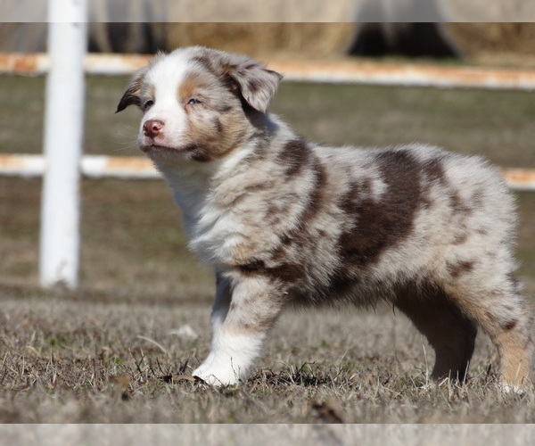 Full screen Photo #1 Australian Shepherd Puppy For Sale in OZARK, AR, USA