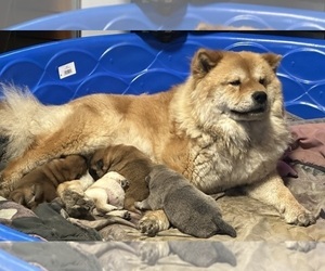 Mother of the Chow Chow puppies born on 03/20/2024