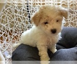 Small Photo #3 Maltipoo Puppy For Sale in HIGH POINT, NC, USA
