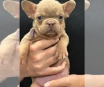 Puppy Clove French Bulldog