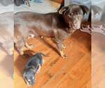 Small #5 Labrador Retriever Mix