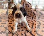 Small Photo #3 English Springer Spaniel Puppy For Sale in MOWEAQUA, IL, USA