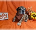 Small Photo #2 Bulldog Puppy For Sale in GREEN FOREST, AR, USA