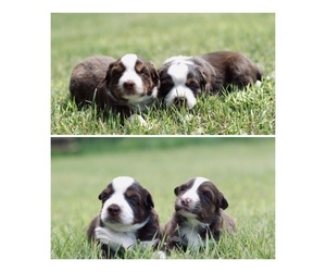 Australian Shepherd Puppy for sale in PELKIE, MI, USA