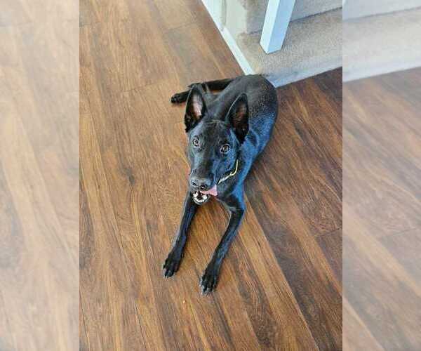Medium Photo #6 Mutt Puppy For Sale in Imlay City, MI, USA