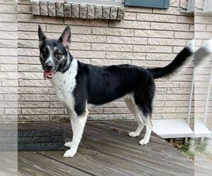 German Shepherd Dog Dog for Adoption in MADISON, Tennessee USA