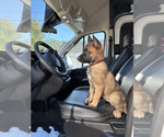 Small #2 Belgian Malinois