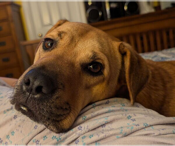 Medium Photo #3 Mutt Puppy For Sale in Cary, NC, USA