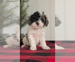 Small #9 Cockapoo (Miniature)