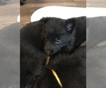 Small Photo #7 German Shepherd Dog Puppy For Sale in ASHLAND, MO, USA