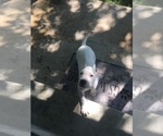 Small Photo #6 Dogo Argentino Puppy For Sale in BRIDGE CITY, TX, USA