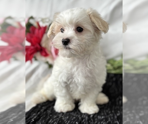 Medium Photo #6 Maltese Puppy For Sale in ROCK STREAM, NY, USA