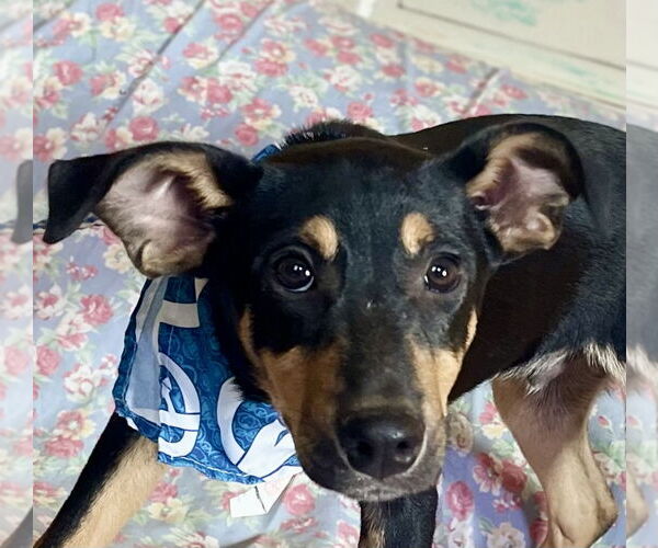 Medium Photo #3 Catahoula Leopard Dog-Miniature Pinscher Mix Puppy For Sale in Rockaway, NJ, USA
