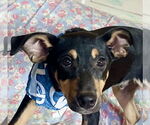 Small #2 Catahoula Leopard Dog-Miniature Pinscher Mix