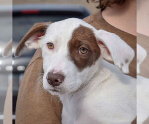 Borador Dogs for adoption in Huntley, IL, USA