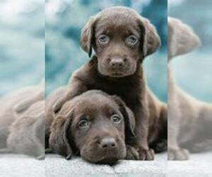 Labrador Retriever Puppy for sale in INDIANAPOLIS, IN, USA