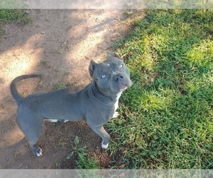 Father of the American Bully puppies born on 07/21/2023